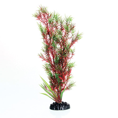 Underwater Treasures 12" - Red/Green Springeri