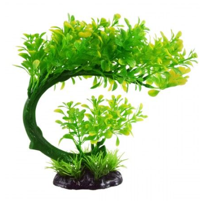 Underwater Treasure Bacopa Bonsai Green/Yellow