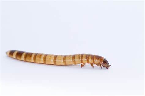 Superworms (25)