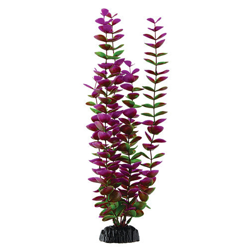 Underwater Treasures Plum Bacopa - 16"