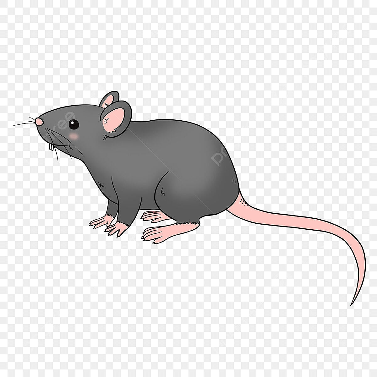 FROZEN RAT PUPS