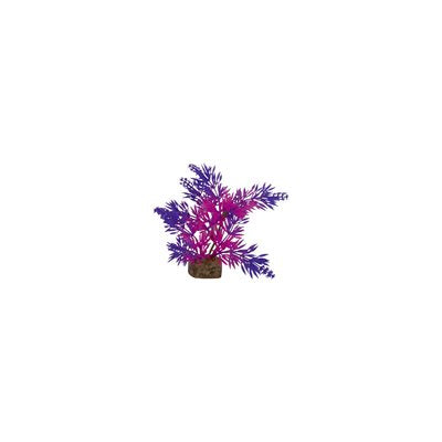 GLO FISH PLANT - SMALL PURPLE & PINK