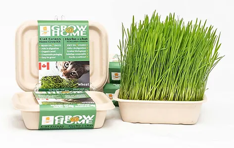 Lucky Kitty Pet Grass Kit for Cats