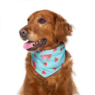 Canada Pooch Cooling Bandana - Large Watermelon