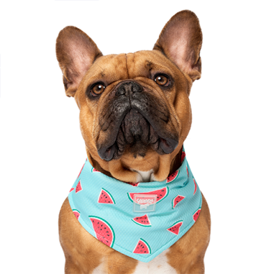 Canada Pooch Cooling Bandana - Small Watermelon