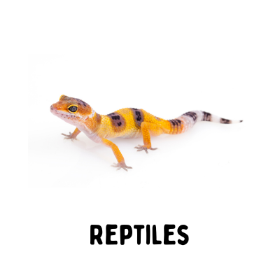 REPTILE