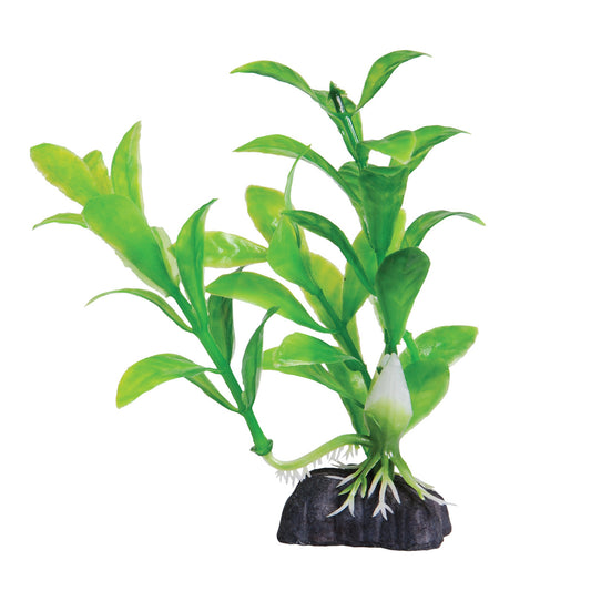 Underwater Treasures Mini Green Hygro