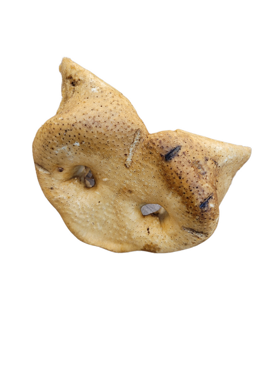 Amelia Biscuit Company - Pig Snout