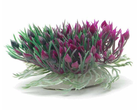 MARINA BETTA PLANT - PURPLE HEARTS SHRUB