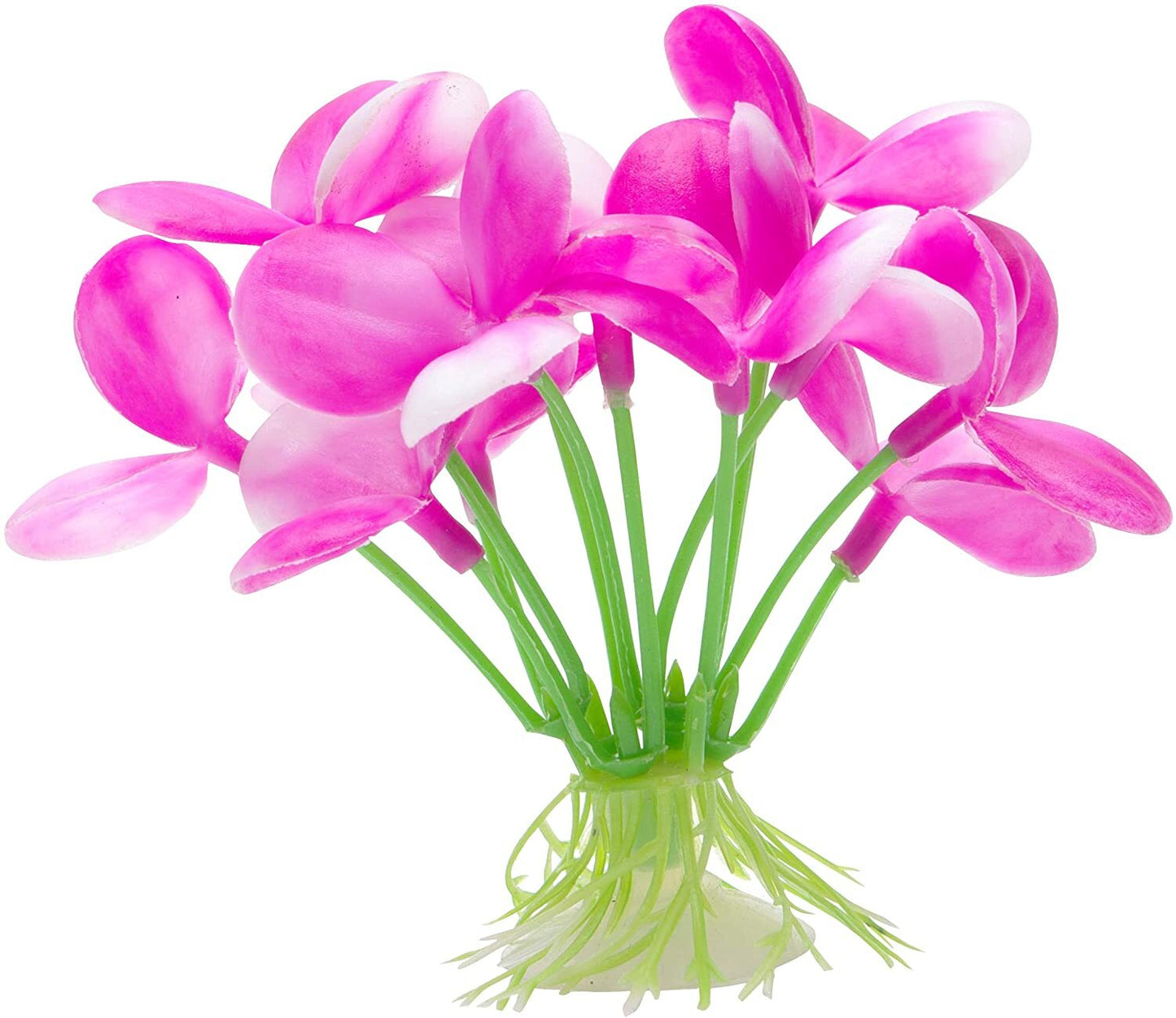 MARINA BETTA PLANT - PINK ORCHID