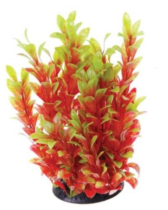 Underwater Treasures Red Ludwigia 12"