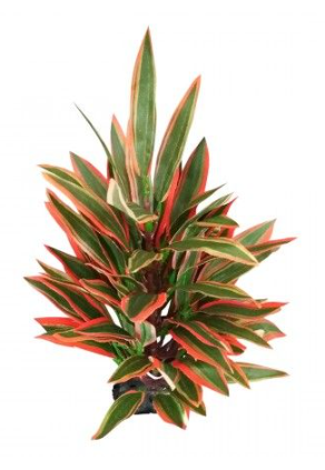 Underwater Treasure Dragon Marsh Lily
